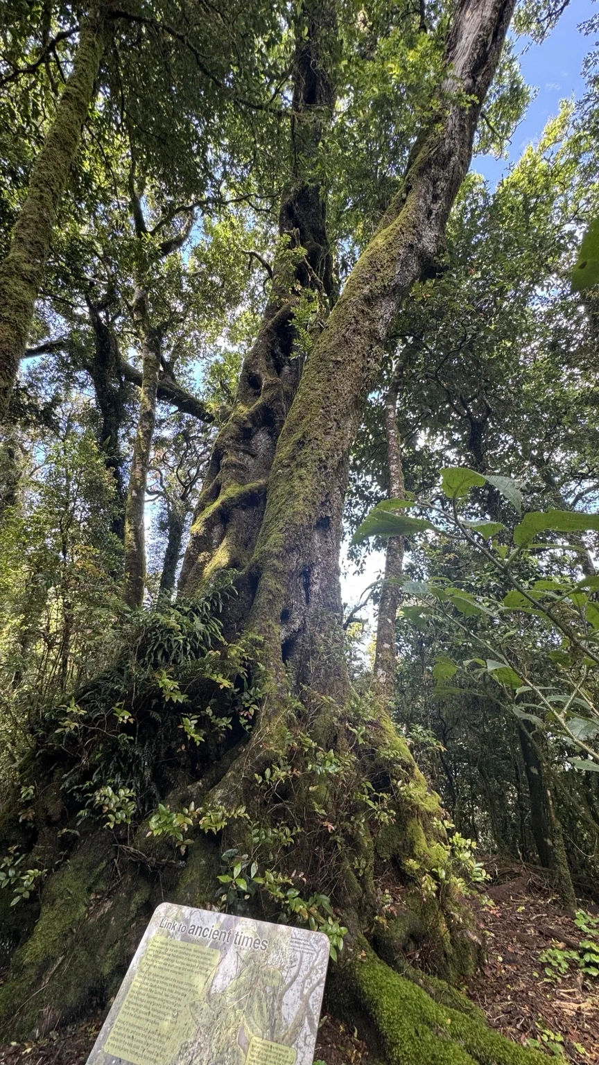 Древнее дерево в лесу Springbrook